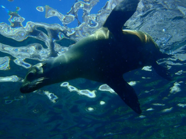 Snorkel con los lobos marinos